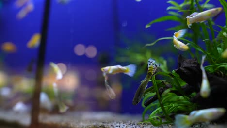 colorful fish in aquarium tank