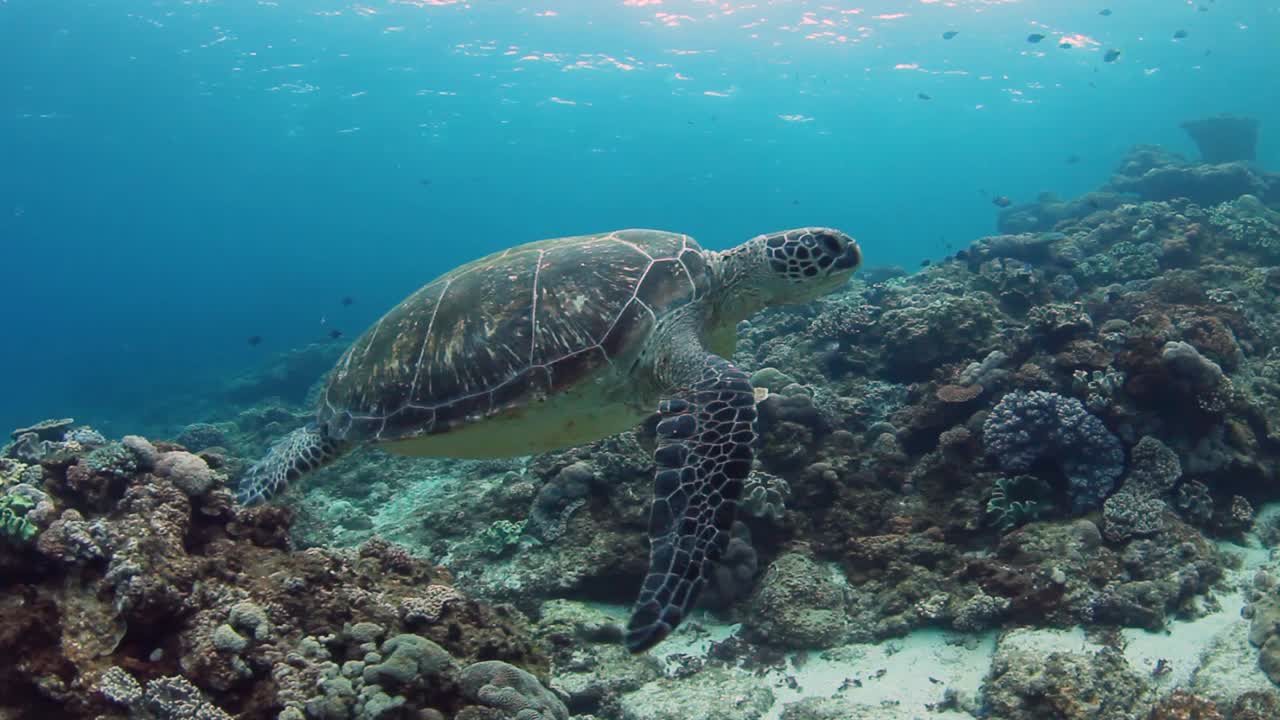Turtle casually swimming through the ocean