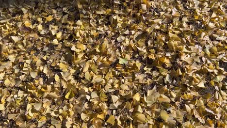 panning shot of carpet of fallen golden fan-shaped ginkgo biloba leaves