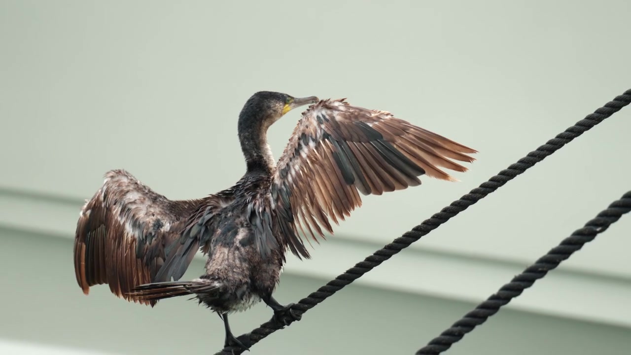 Großer Kormoran mit ausgebreiteten Flügeln, auf einem dicken schwarzen Seil in der Natur sitzend, Federn trocknend nach dem Tauchen.