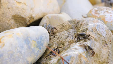 pachygrapsus marmoratus es una especie de cangrejo, a veces llamado cangrejo de roca de mármol o cangrejo de mármol, que vive en el mar negro, el mar mediterráneo y partes del océano atlántico.