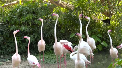 flamingos interacting in a lush zoo environment