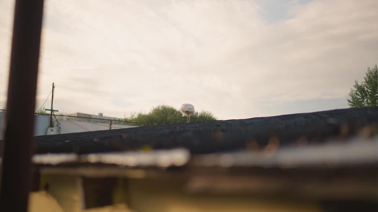 sunlit roofline and cloudy sky view across weathered gutter and distant treetops, soft golden hour light, quiet suburban skyline, moody cinematic atmosphere, gentle breeze and muted colors