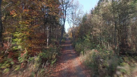 Antenne-Im-Wald,-Die-Reibungslos-Zwischen-Bäumen-Fliegt