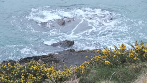 cliff, a foreland with wildflowers and crushing waves on an overcast day in spring
