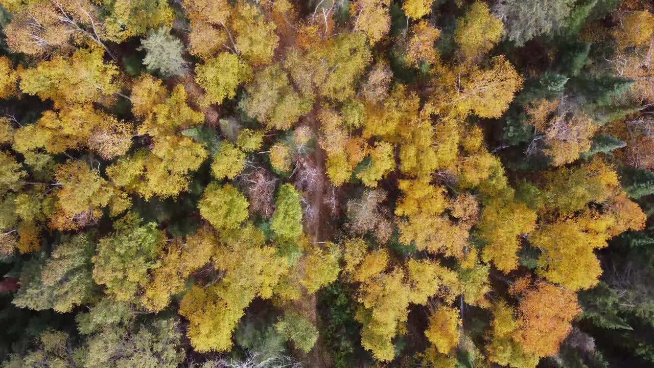 가을의 숲을 통과하는 트레일의 하향식 보기