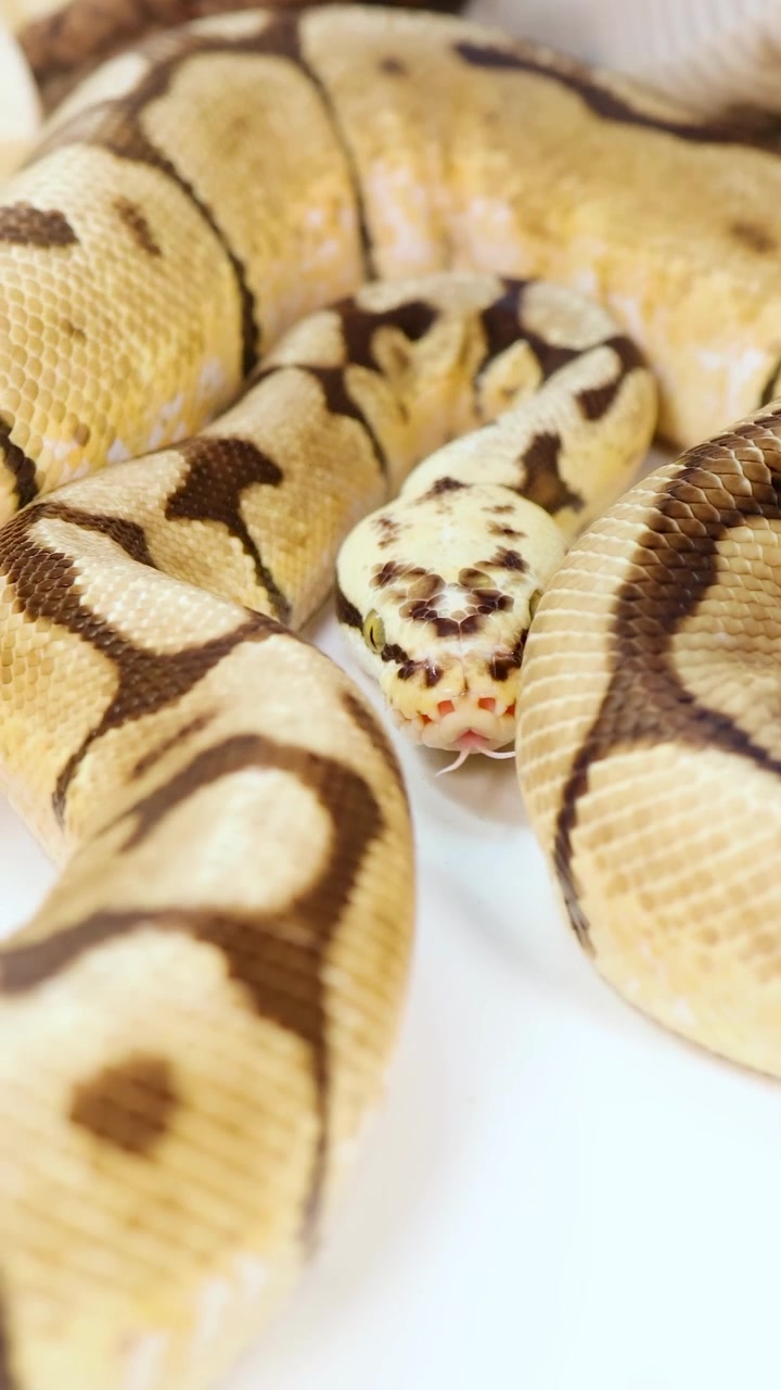 Un serpente del grano si muove con grazia, mettendo in mostra i suoi motivi e colori distintivi in un ambiente ben illuminato