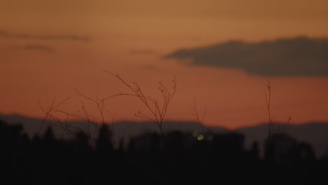 Hohes-Gras-Bei-Sonnenuntergang