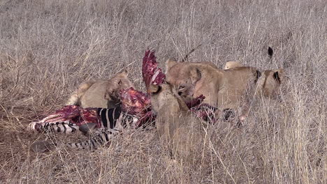 lions feeding on zebra in their natural environment