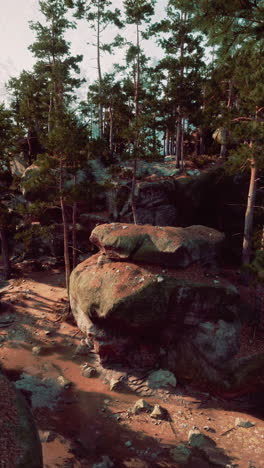 peaceful pine forest landscape with rocks