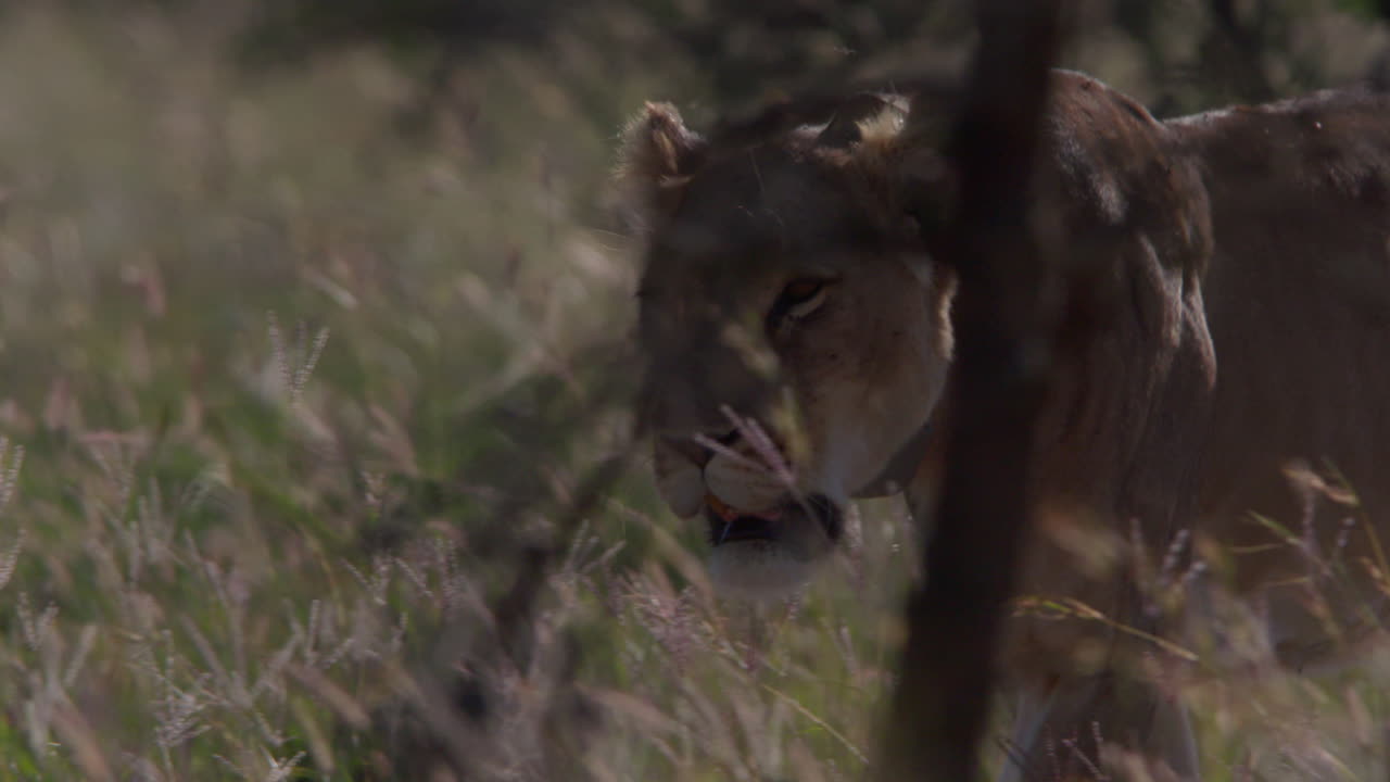 Lioness Walking Through Tall Grass in African Savanna