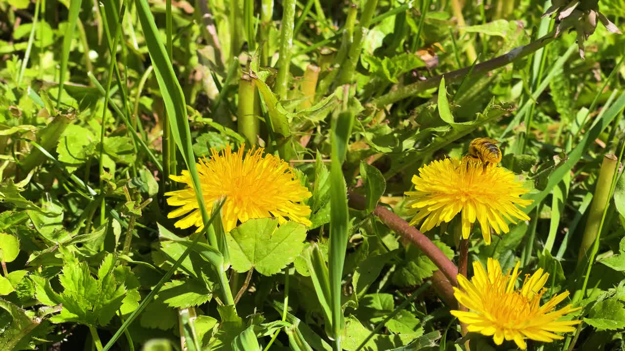 la abeja recolecta el polen de la flor amarilla del diente de león en un prado verde, letonia