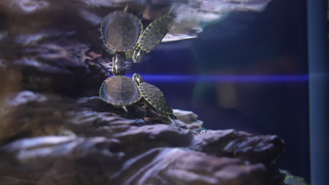 수족관 에 있는 거북이 집단