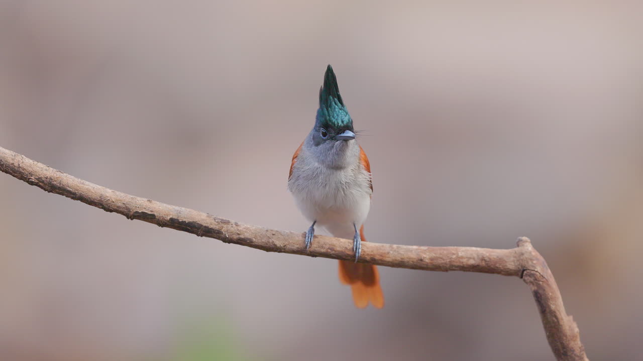 Un'elegante femmina di pigliamosche del paradiso indiano che si liscia le piume su un trespolo nella foresta nella delicata luce del mattino