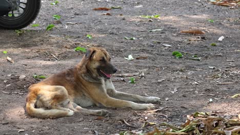 a calm dog sits by a parked vehicle