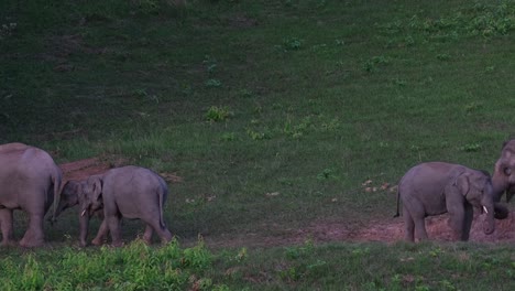 Lamiendo-Sal-Y-Salidas-Al-Lado-Izquierdo-Del-Marco,-Elefante-Indio-Elephas-Maximus-Indicus,-Tailandia