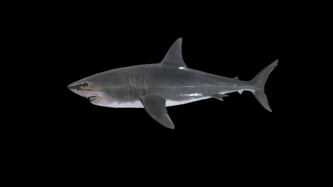 Shark Swims With Alpha Channel