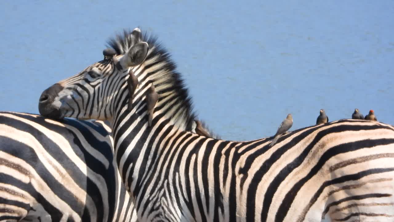 primer plano de una cebra irritada por pequeños pájaros que la pican