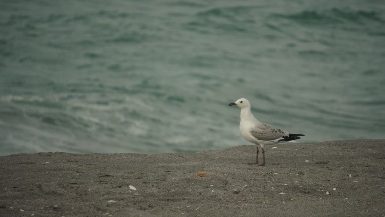 gaviota sola de pie en la playa de arena en busca de comida
