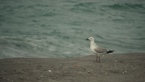 single seagull standing on sandy beach searching for food