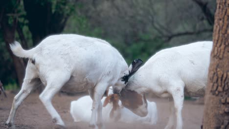 slow-motion-shot-of-two-goats-bumping-their-heads-in-a-natural-setting-with-trees-and-dirt