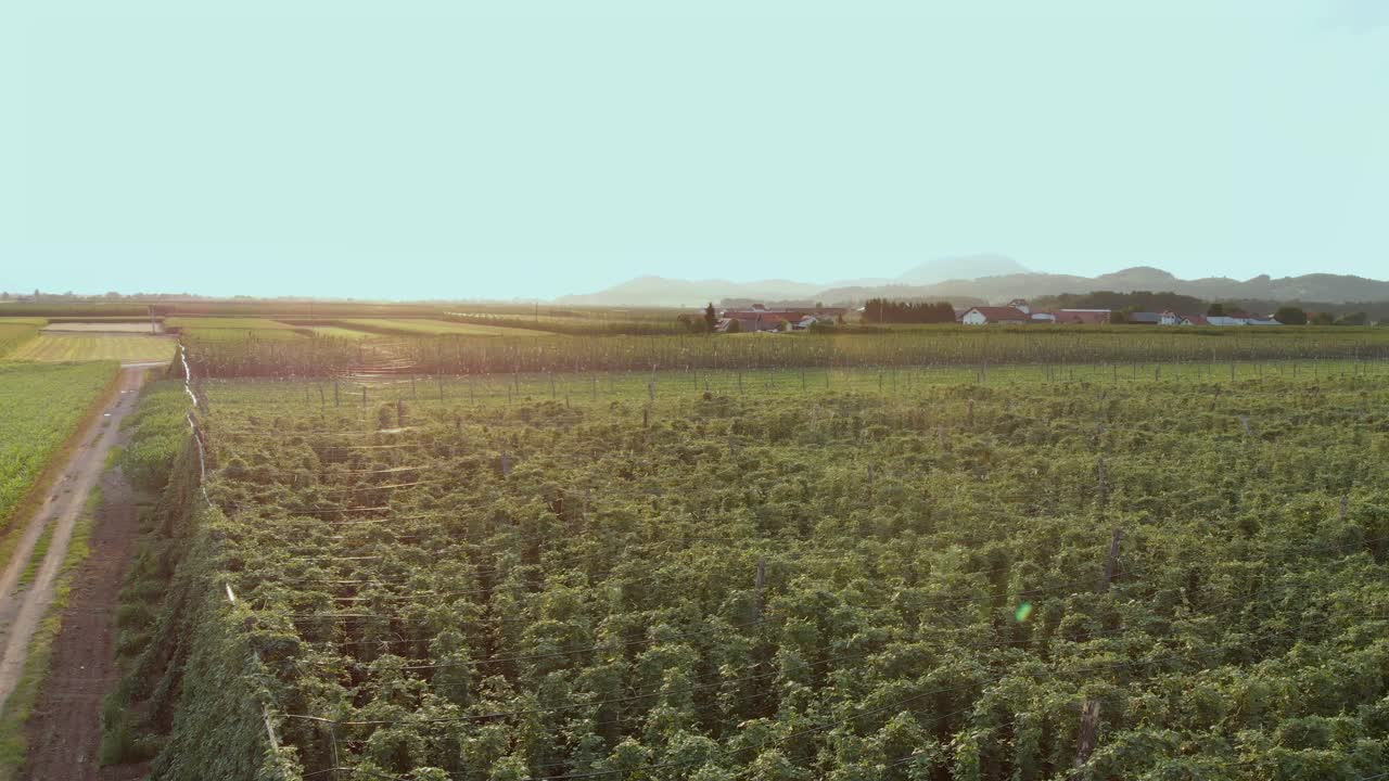 hermoso jardín de lúpulo verde y cultivo de lúpulo