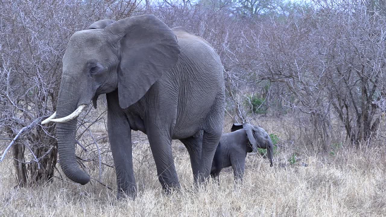 Large female elephant with tiny calf right next to her by her side in the wild