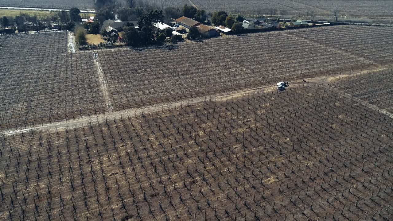 4k의 드론 영상, 칠레에서 60fps 촬영, 드론이 추락하고 체리 작물에 가까워지고 있습니다.