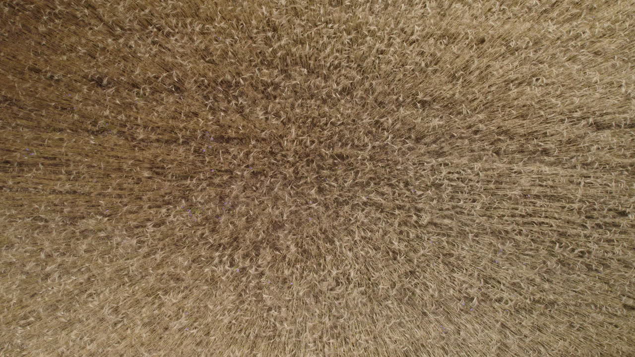 tiro aéreo sube más alto sobre el campo de cultivos marrones, campos