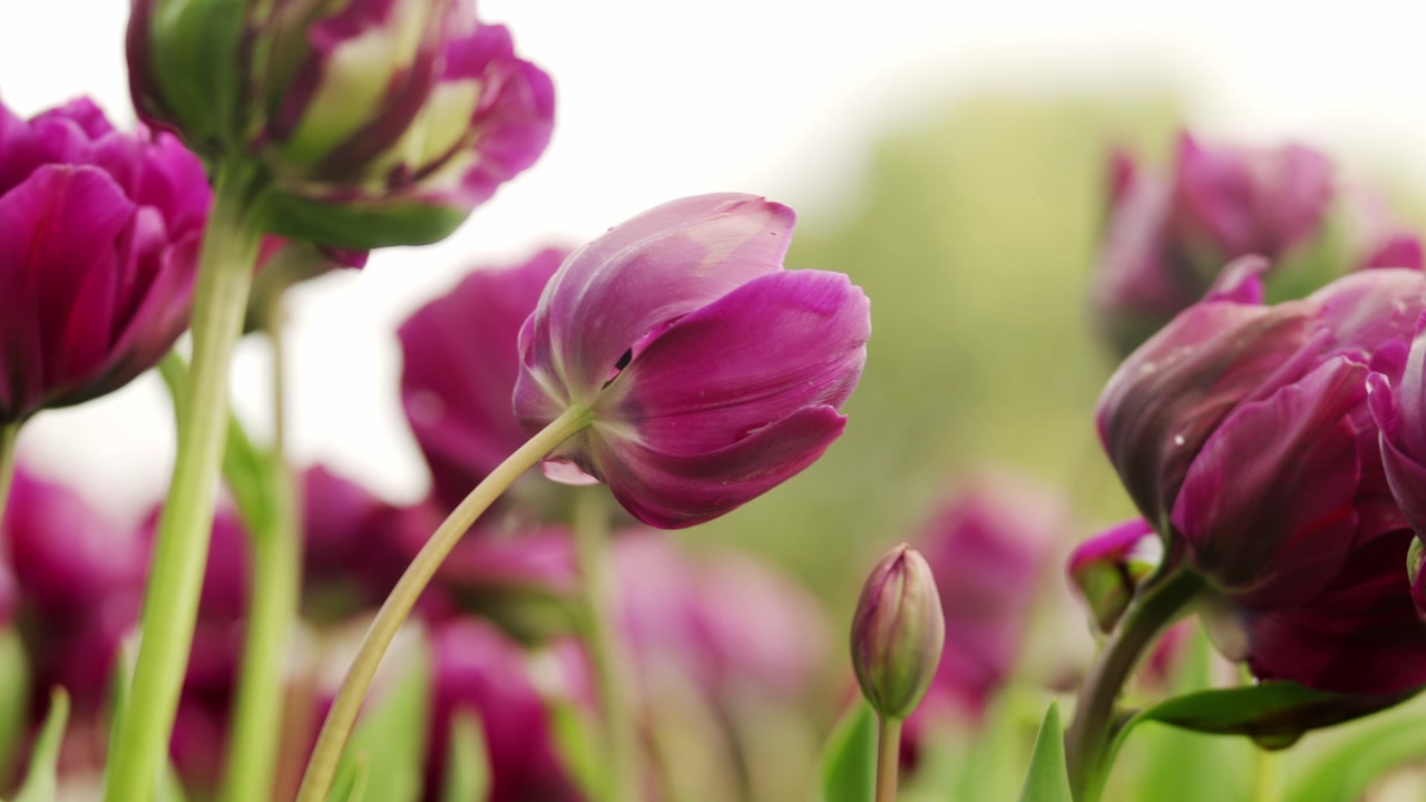 Close up of purple double tulips on a cloudy day