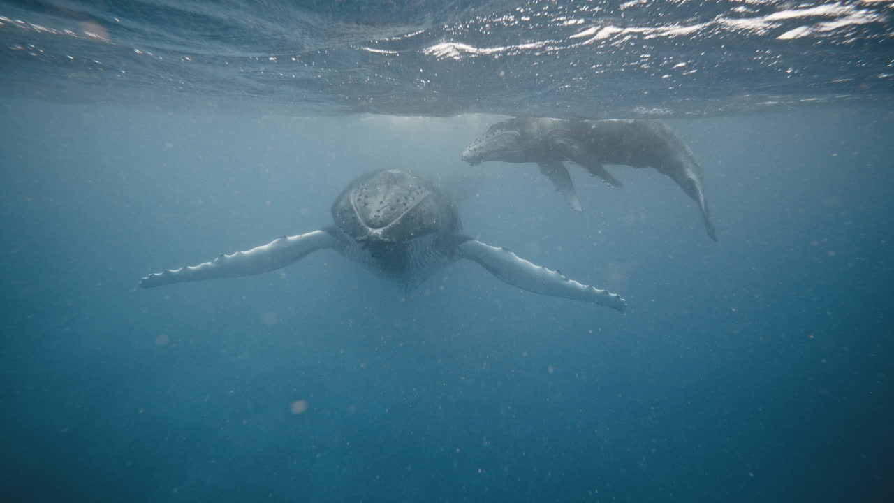 Humpback whale spreads out dorsal fins as calf swims over above parent