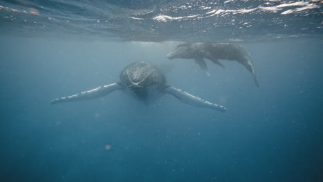 la ballena jorobada extiende las aletas dorsales mientras la cría nada por encima de su padre