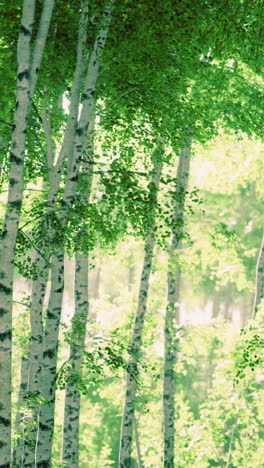 escena del bosque de abedul