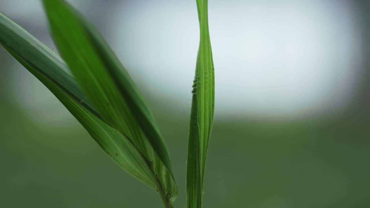 기생충에서 어린 코욜 야자나무 묘목 잎을 청소하는 손으로 타이트 샷을 닫습니다.