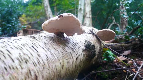 woodland forest polypore wild mushroom fungi growing on fallen white birch tree trunk forward dolly right