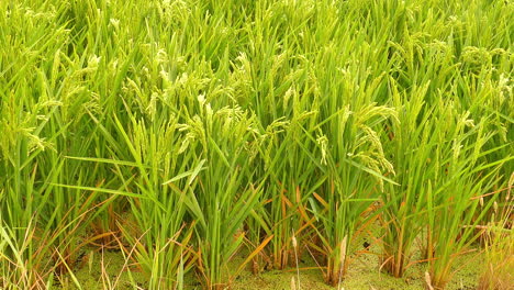 Detail-of-organic-rice-plantation