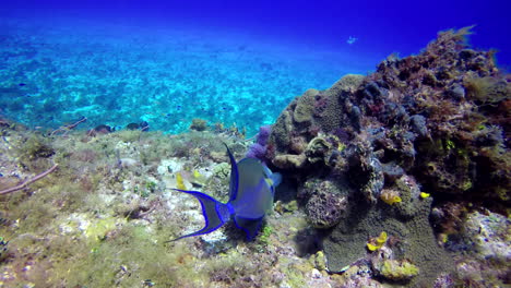 a blue parrotfish search the rocks at reef