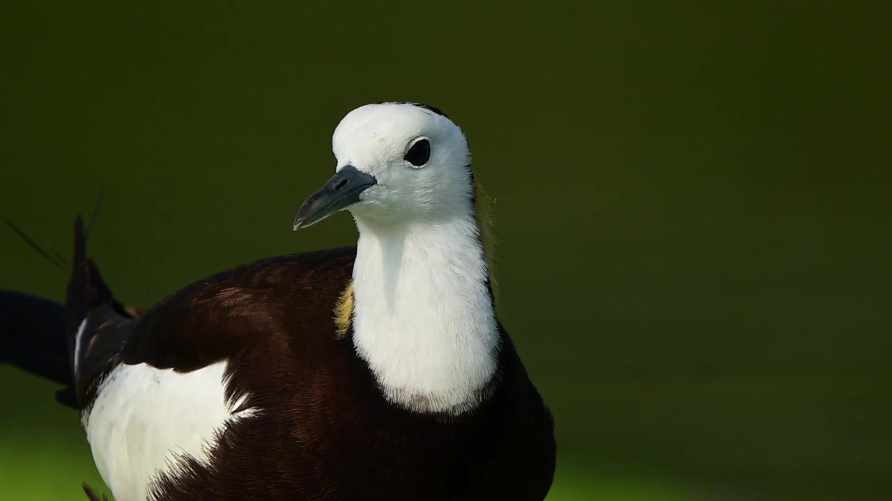 Un ritratto macro dettagliato di un bellissimo uccello jacana adulto su uno sfondo sfocato di zone umide verdi.