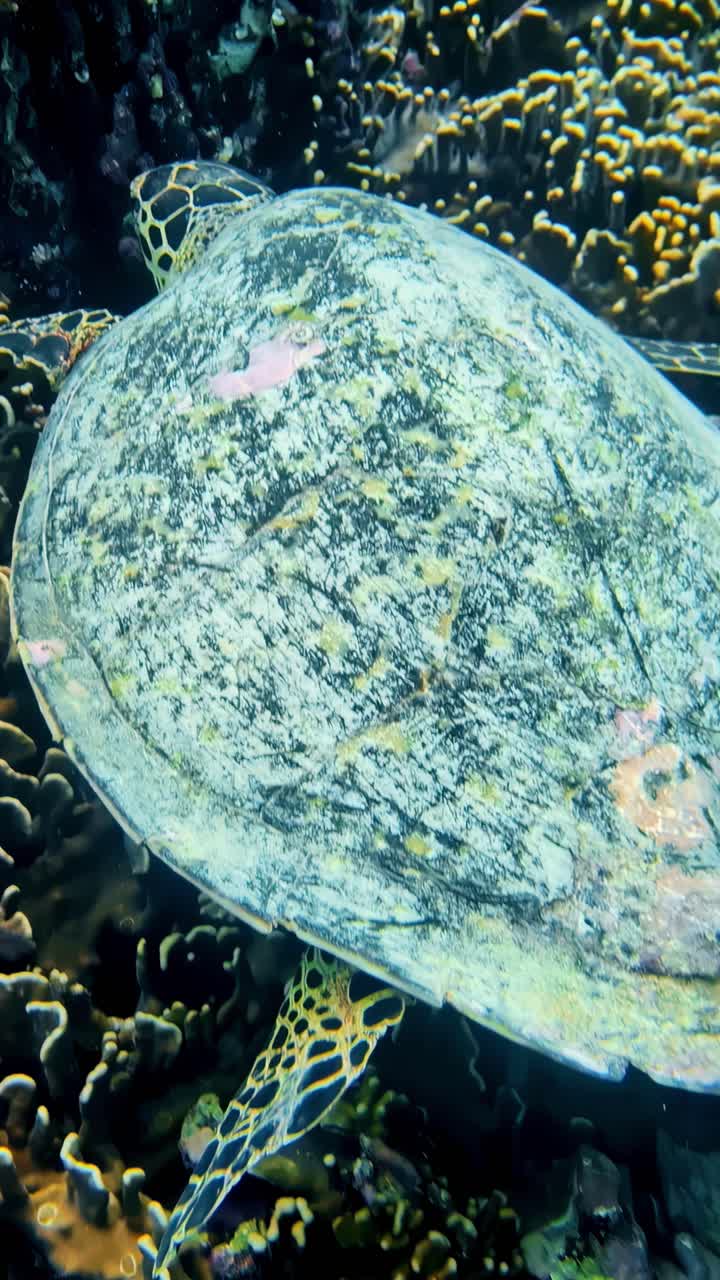 Vertical capture of a Green sea turtle in its natural environment, underwater