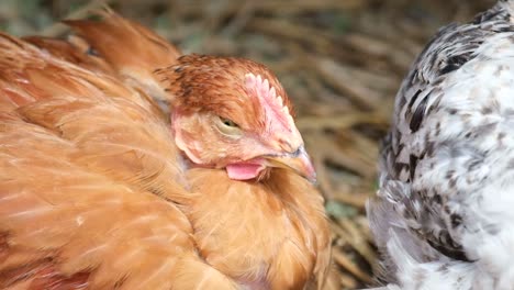 red young chicken sleeps in a chicken coop red young chicken sleeps in a chicken coop high quality full footage