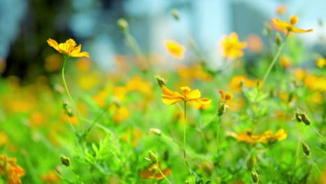 Cultivo-De-Flores-Amarillas-Del-Cosmos-En-El-Campo---Primer-Plano