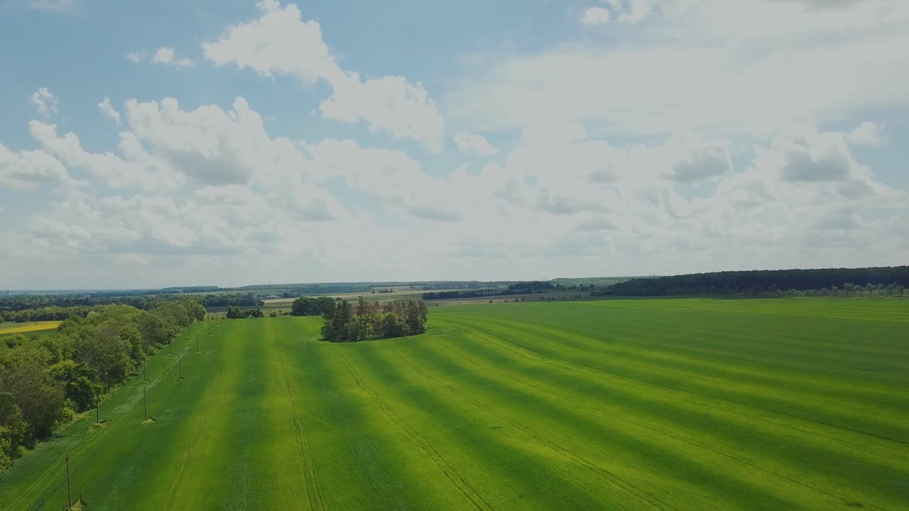 Aerial view green meadow. Beautiful green wheat field landscape on summer day. Barley agricultural field. Sky view wheat field green.