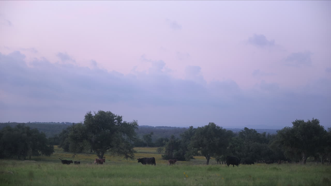 Un pascolo nel Texas Hill Country, bestiame al pascolo in una splendida mattinata.