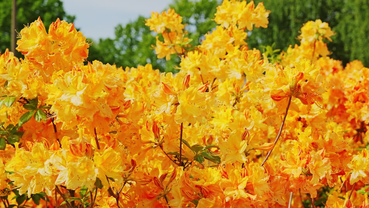 Golden orange blossoms cover garden landscape in Riga Latvia Victory Park spring