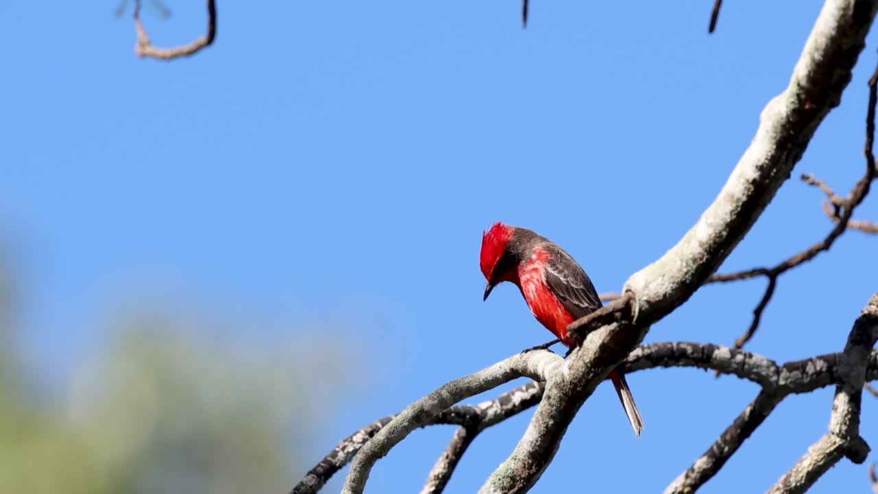 Vermilion Flycatcher perched with a blue sky behind
