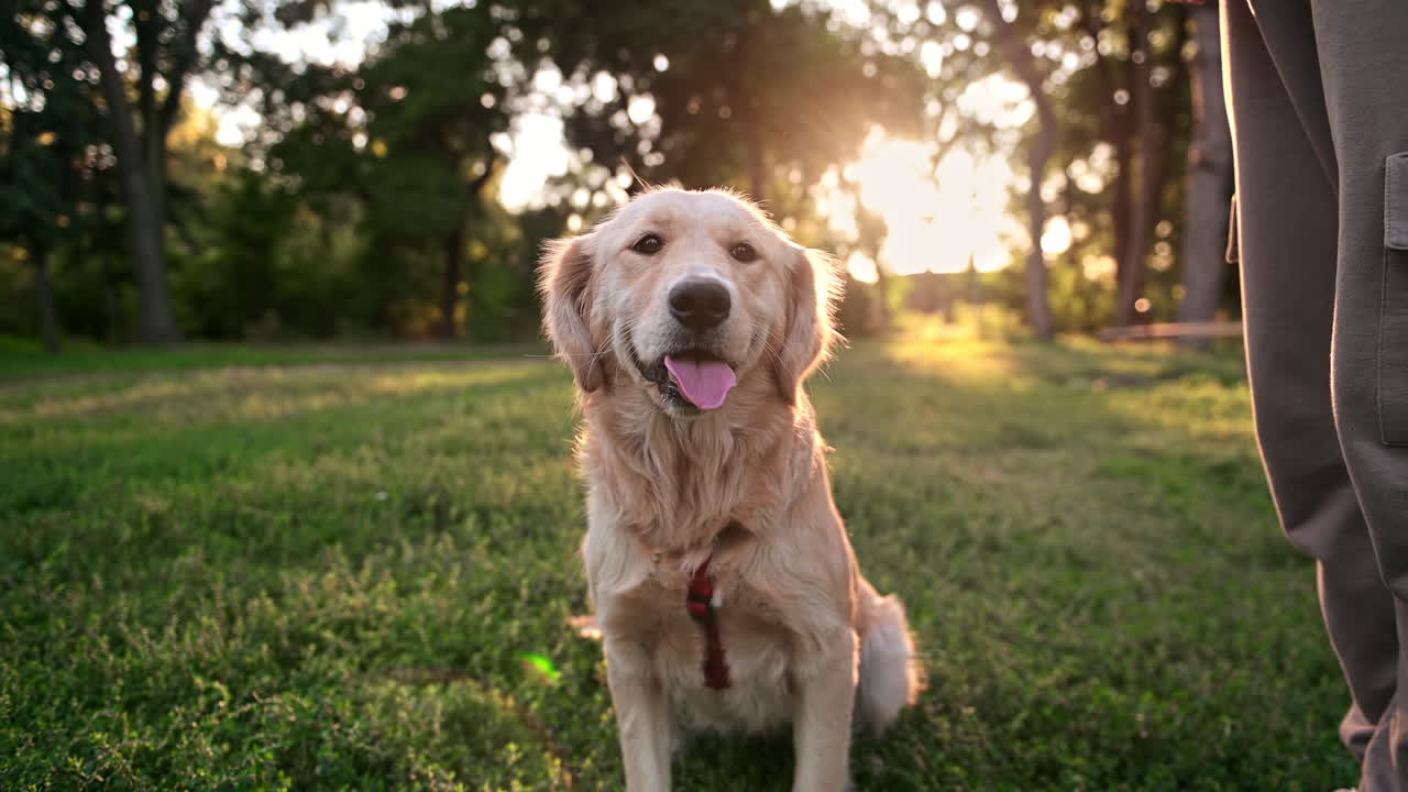 Dog standing in the nature near its owner, sunlight and greenery on the background