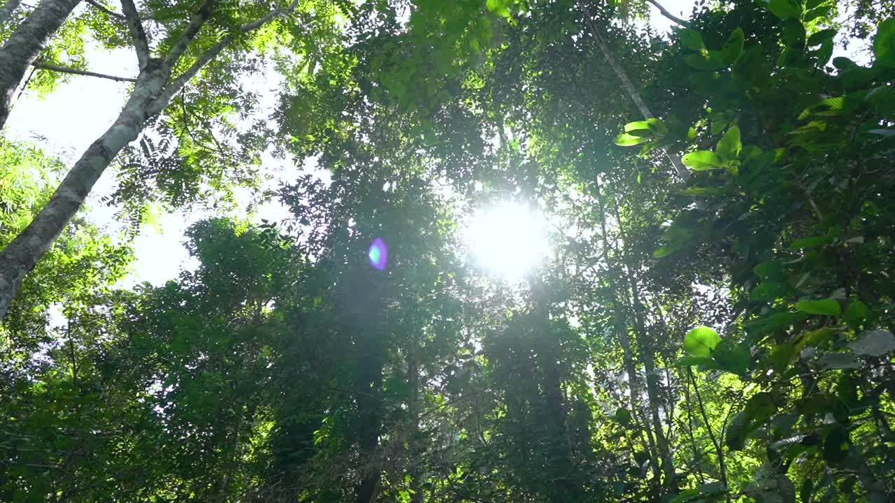 Light flares through the top of the forest trees and bamboo leafs in Chiang Rai, Thailand