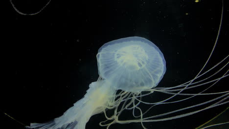 Qualle---Sanderia-Marayensis---Weiße-Qualle-Mit-Langen-Tentakeln-Im-Kamon-Aquarium,-Japan