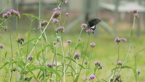 Schmetterling-Mit-Schwarzen-Und-Weißen-Flügeln,-Der-Sich-Von-Einer-Pflanze-Auf-Der-Suche-Nach-Nektar-Ernährt