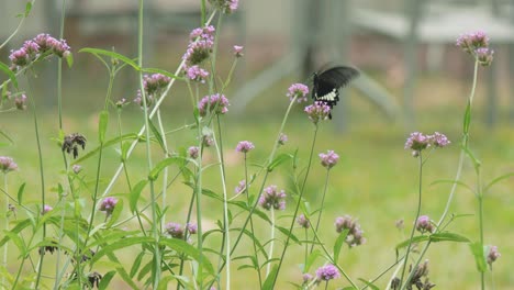 mariposa con alas blancas y negras que se alimenta de una planta para obtener néctar